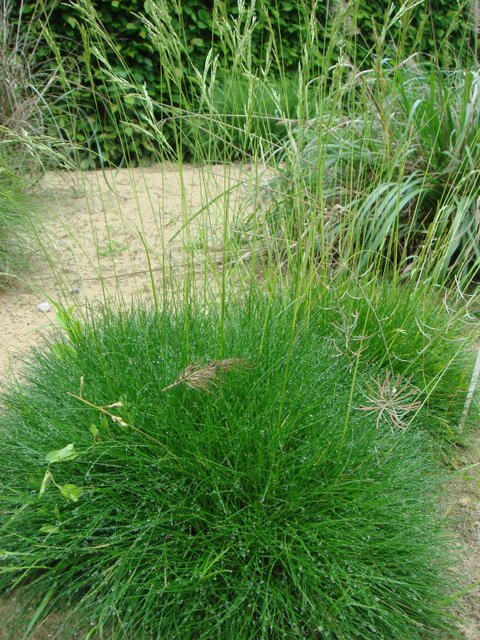 Festuca gautierii